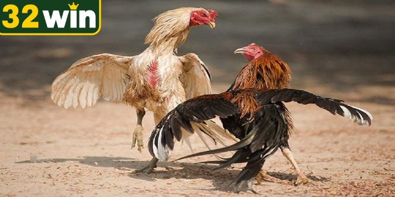 Luật chơi đá gà cựa dao chuẩn xác bạn nên biết